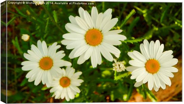 Daisies New and Old Canvas Print by Michael Wick