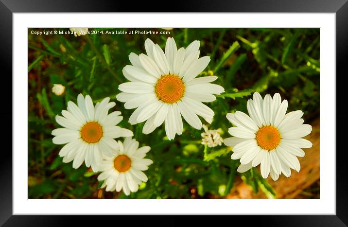 Daisies New and Old Framed Mounted Print by Michael Wick