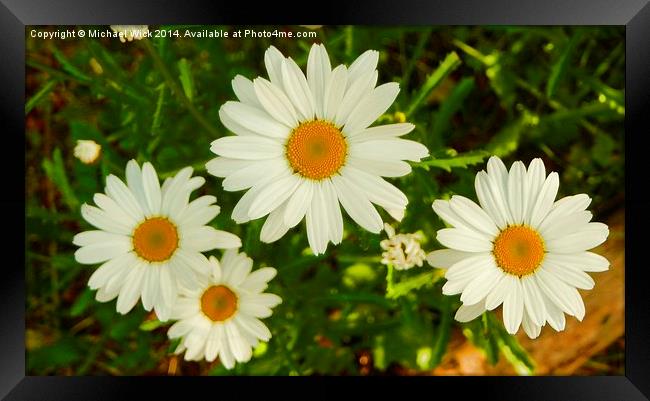 Daisies New and Old Framed Print by Michael Wick