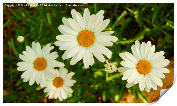 Daisies New and Old Print by Michael Wick
