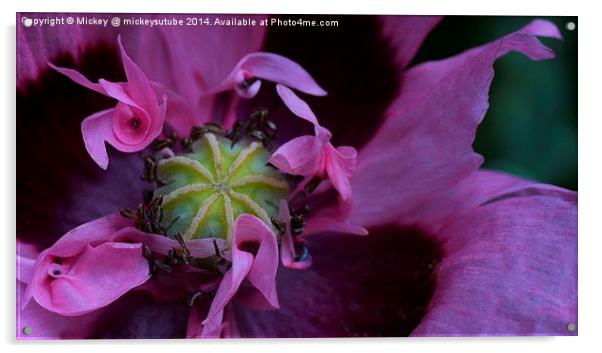 Pink Frilly Poppy Acrylic by rawshutterbug 