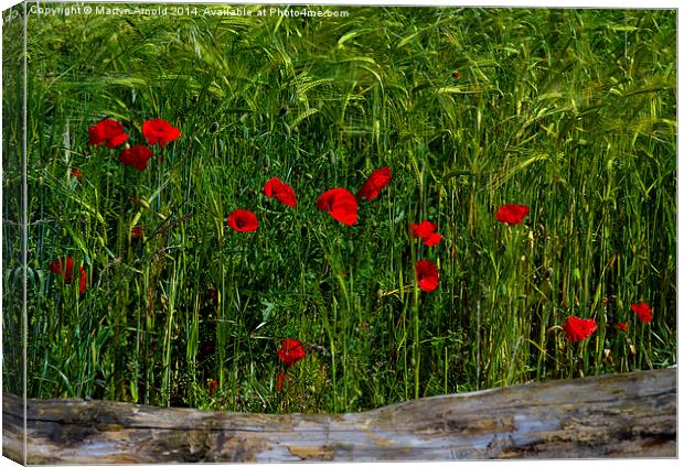 Poppies Corn and Wood Canvas Print by Martyn Arnold