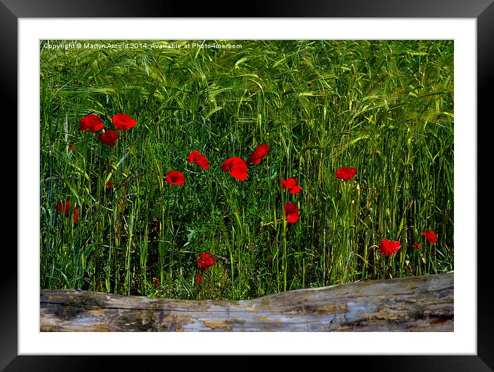 Poppies Corn and Wood Framed Mounted Print by Martyn Arnold