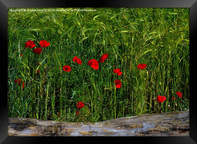 Poppies Corn and Wood Framed Print by Martyn Arnold