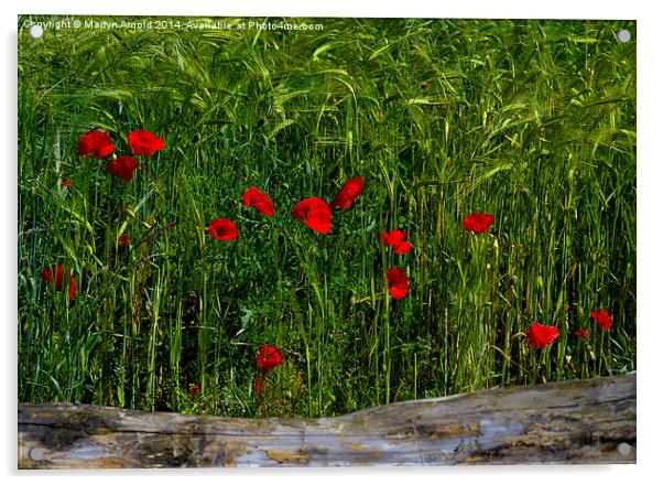 Poppies Corn and Wood Acrylic by Martyn Arnold