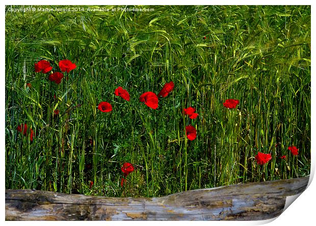Poppies Corn and Wood Print by Martyn Arnold