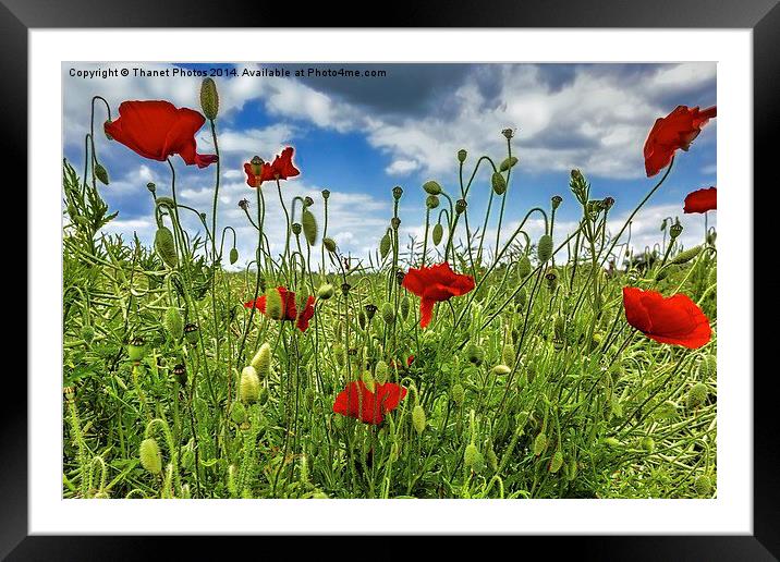 Poppy Framed Mounted Print by Thanet Photos