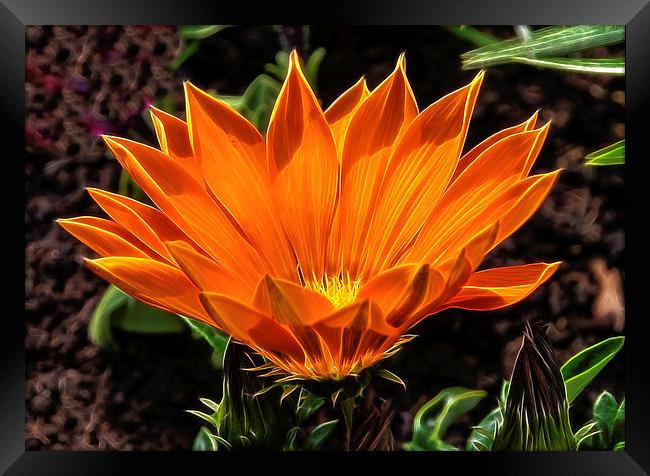 Orange Flower Framed Print by jim scotland fine art