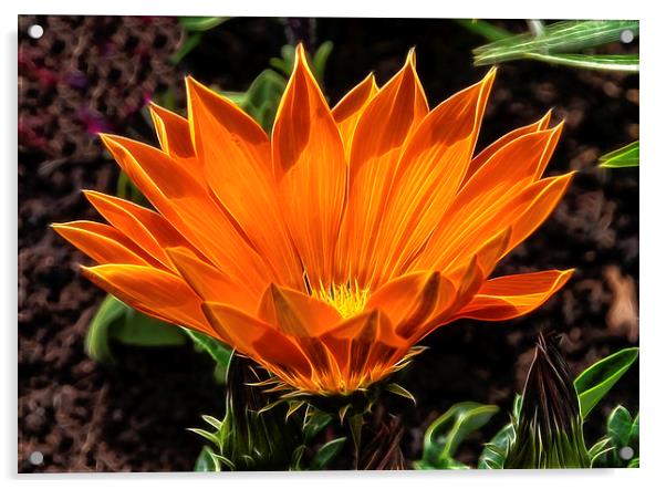 Orange Flower Acrylic by jim scotland fine art