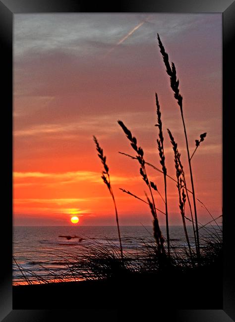 Marram Grass Sunrise Framed Print by Eric Watson
