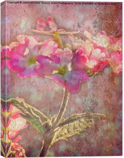 Pretty in Pink. Canvas Print by Jason Williams