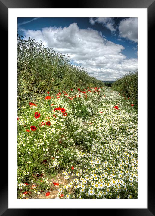Camomile And Poppy Path Framed Mounted Print by Mick Vogel
