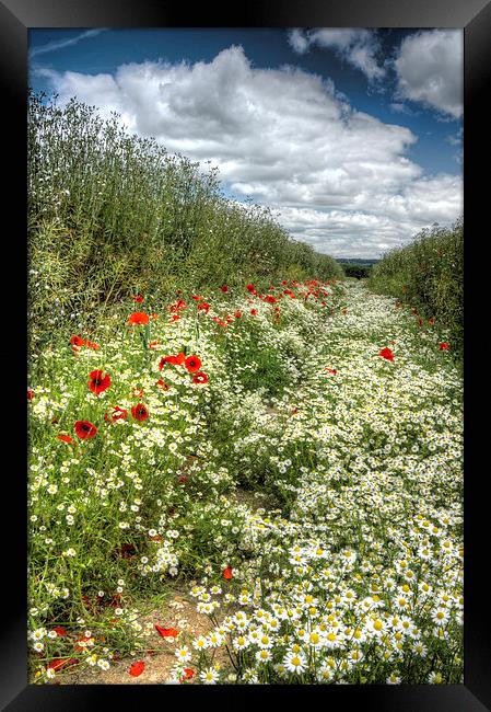Camomile And Poppy Path Framed Print by Mick Vogel
