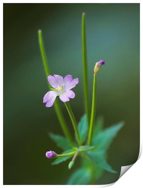 Willow-Herb In Summer Print by Clive Eariss