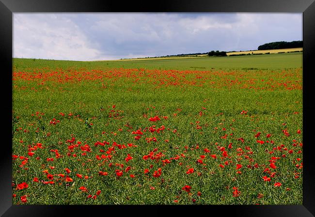 Poppies in the Oilseed Rape Framed Print by Richard Pinder