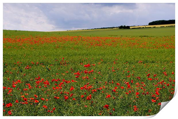 Poppies in the Oilseed Rape Print by Richard Pinder