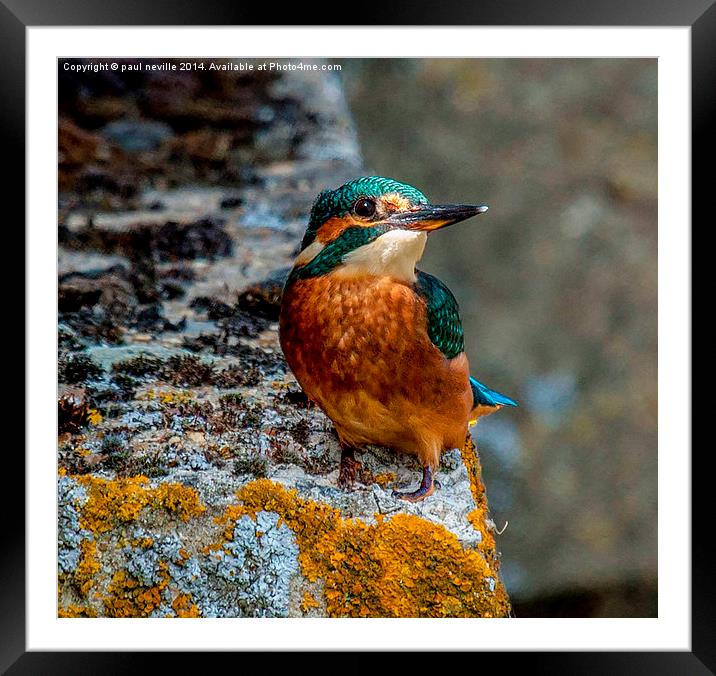 kingfisher Framed Mounted Print by paul neville