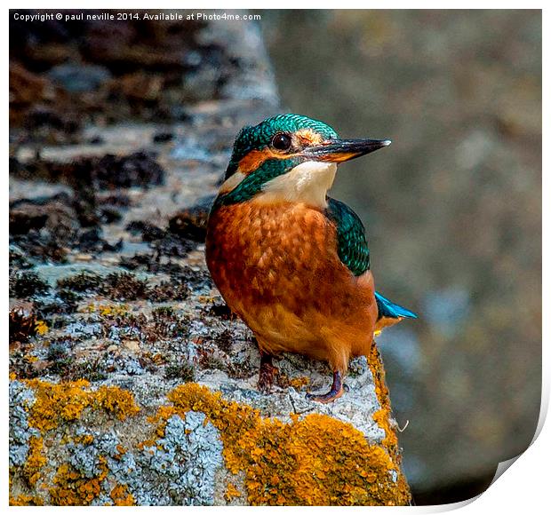 kingfisher Print by paul neville