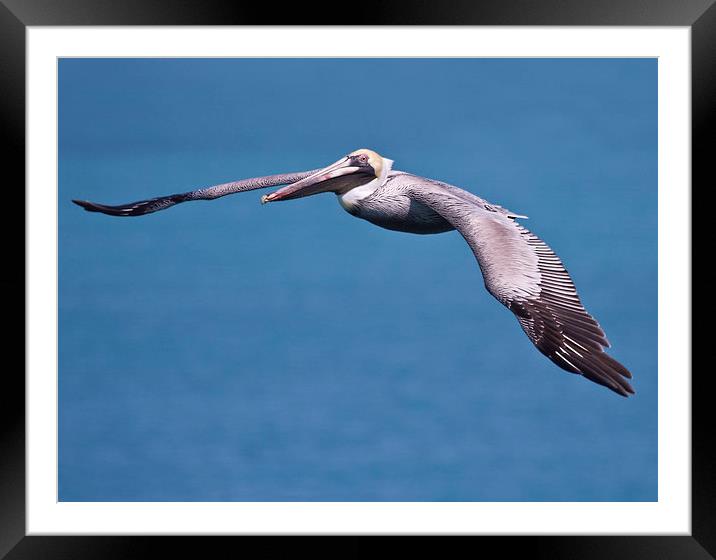 Pelican in Flight Florida Framed Mounted Print by James Bennett (MBK W
