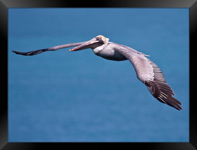 Pelican in Flight Florida Framed Print by James Bennett (MBK W