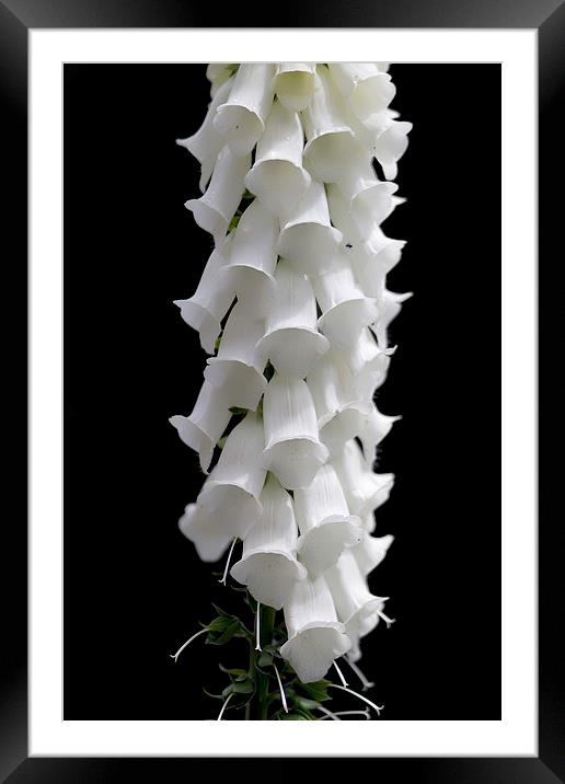 Pure white Foxglove Flower Framed Mounted Print by James Bennett (MBK W