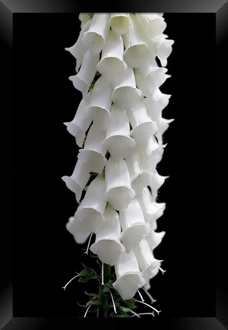 Pure white Foxglove Flower Framed Print by James Bennett (MBK W