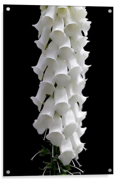 Pure white Foxglove Flower Acrylic by James Bennett (MBK W