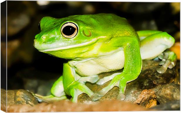 White-lipped Tree Frog Canvas Print by James Bennett (MBK W