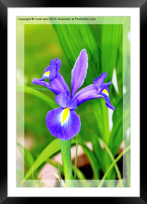 A framed Blue Iris Framed Mounted Print by Frank Irwin