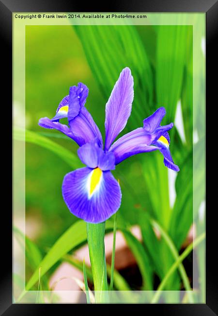 A framed Blue Iris Framed Print by Frank Irwin