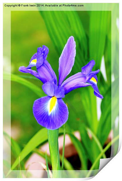 A framed Blue Iris Print by Frank Irwin
