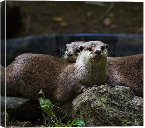 Two Otters Canvas Print by Alan Pickersgill