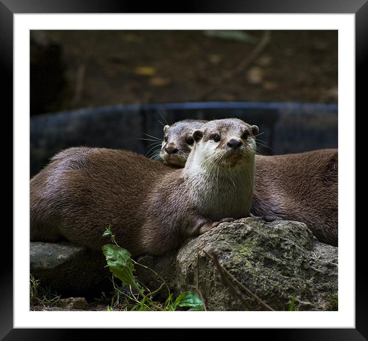 Two Otters Framed Mounted Print by Alan Pickersgill