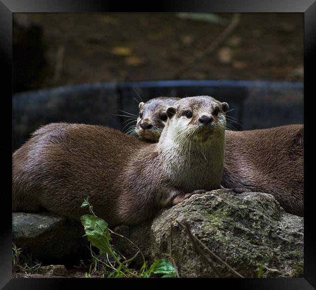 Two Otters Framed Print by Alan Pickersgill
