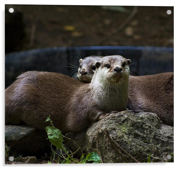 Two Otters Acrylic by Alan Pickersgill