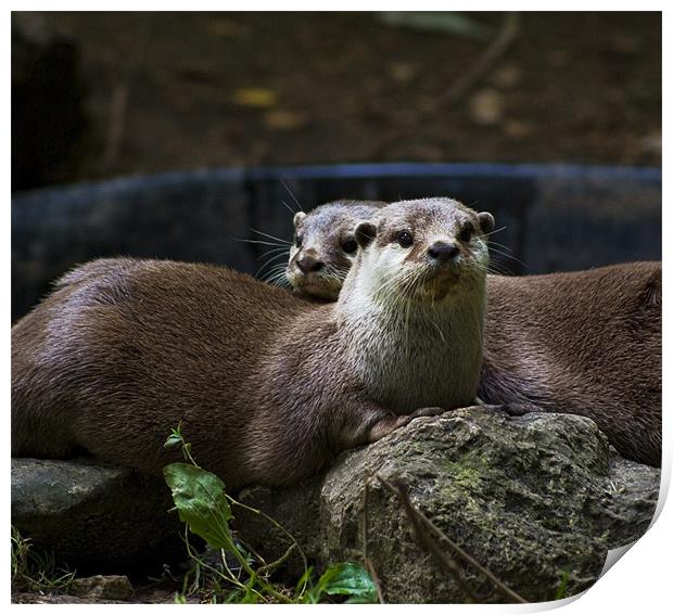 Two Otters Print by Alan Pickersgill