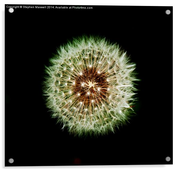 Dandelion Seed Head Acrylic by Stephen Maxwell
