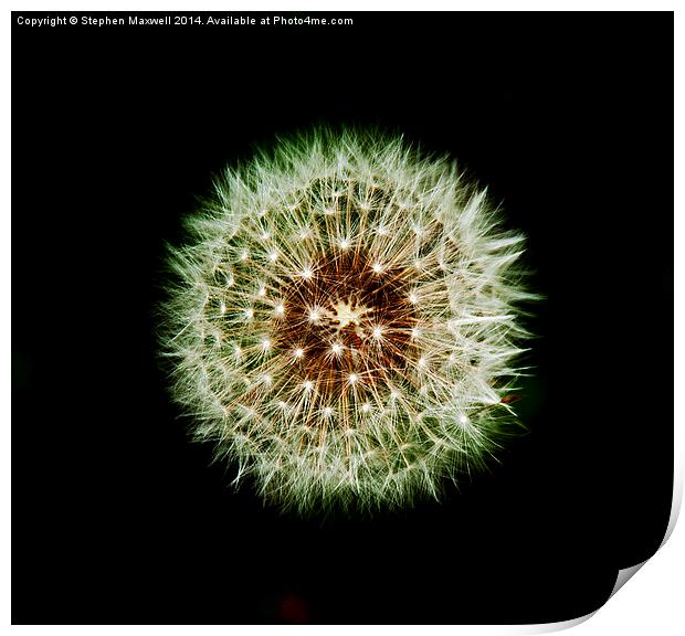 Dandelion Seed Head Print by Stephen Maxwell