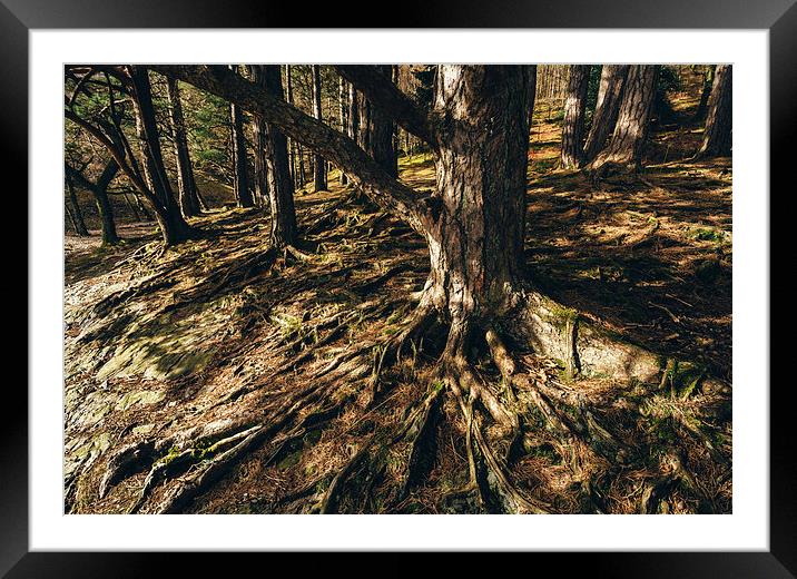 Sunlit trees in woodland near Derwent Water. Framed Mounted Print by Liam Grant