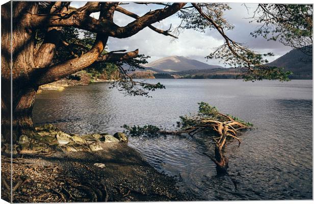 Sunlit tree roots on the shore of Derwent Water. Canvas Print by Liam Grant