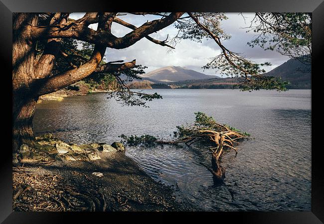 Sunlit tree roots on the shore of Derwent Water. Framed Print by Liam Grant