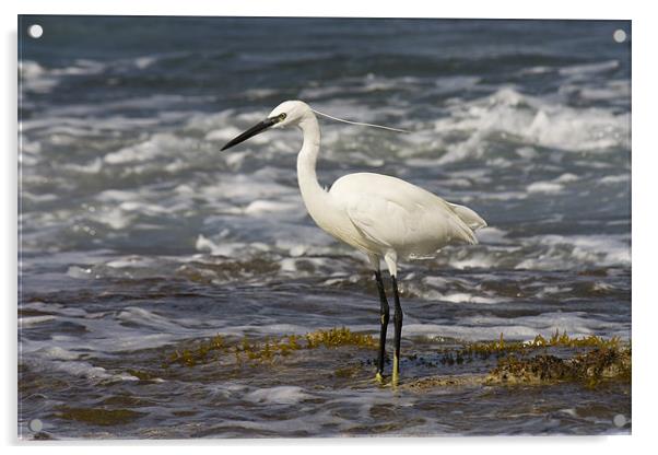 Great White heron Acrylic by Jim kernan