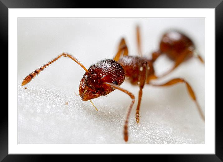Ant Extreme macro Framed Mounted Print by James Bennett (MBK W