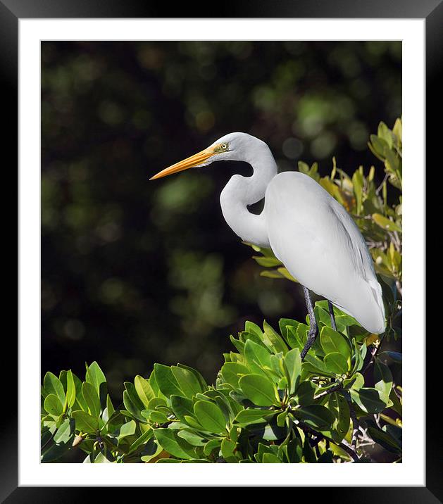 Great Egret Florida Everglades Framed Mounted Print by James Bennett (MBK W