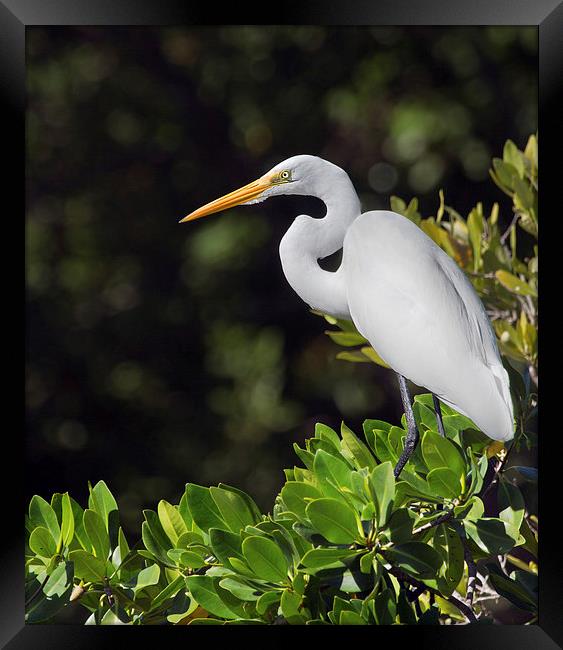 Great Egret Florida Everglades Framed Print by James Bennett (MBK W