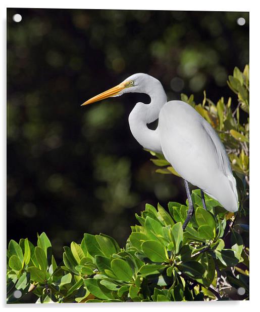 Great Egret Florida Everglades Acrylic by James Bennett (MBK W