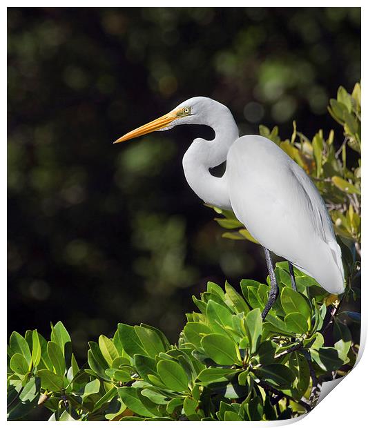 Great Egret Florida Everglades Print by James Bennett (MBK W