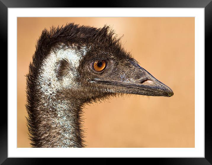 Wild Emu portrait Australia Framed Mounted Print by James Bennett (MBK W