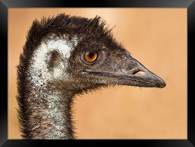 Wild Emu portrait Australia Framed Print by James Bennett (MBK W