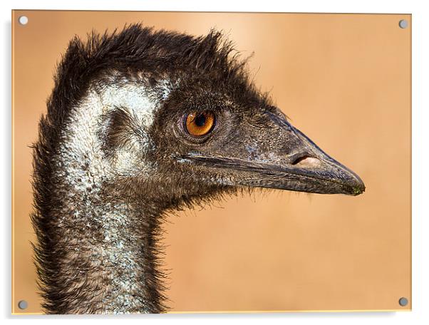 Wild Emu portrait Australia Acrylic by James Bennett (MBK W